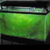 Green Algae growth on aquarium glass.