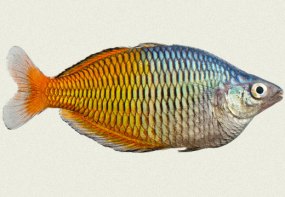 boesemani-rainbowfish