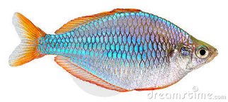dwarf-neon-rainbow-fish-23368168